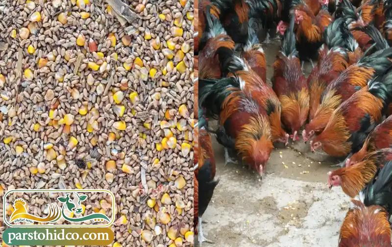 مکمل طیور در پرورش 